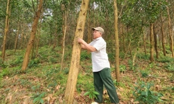 Encouraging businesses to invest in and link with people to plant large timber forests